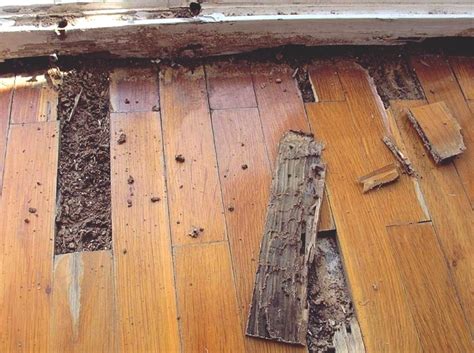 common exotic wood floor stability termite
